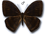 MU