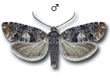 Epinotia rubiginosana