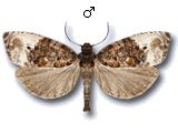 Olethreutinae