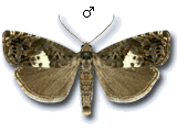 Notocelia tetragonana