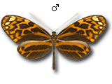 MU