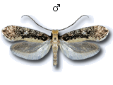 Monopis crocicapitella