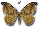 Drepaninae