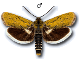 MU