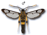 MU