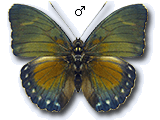 MU