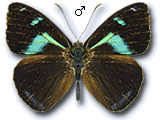 MU