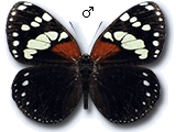 MU