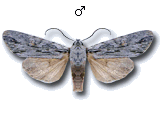 Lithophane (Prolitha) leautieri