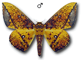 MU