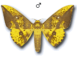 MU