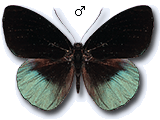 MU