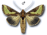 Thysanoplusia (Thysanoplusia) orichalcea