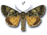 Polyphaenis sericata