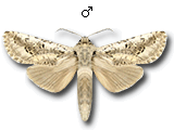 MU