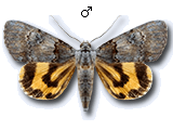 MU