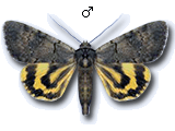 MU
