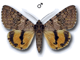 MU
