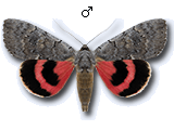 MU