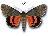 MU