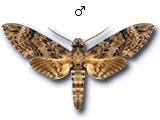 MU