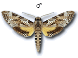 MU