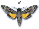 MU