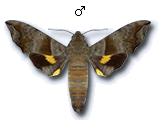 MU