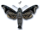MU