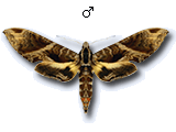 MU