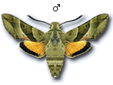 MU