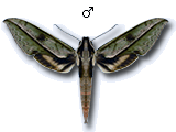 MU