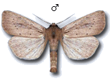 Protarchanara brevilinea