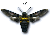 MU