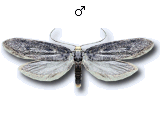 MU