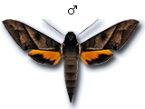 MU