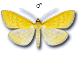 MU