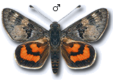 MU