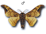 MU