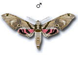 MU