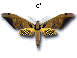 MU