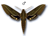 MU