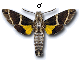 MU