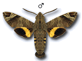 MU