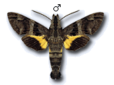 MU