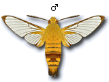 MU