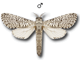 MU