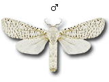 MU