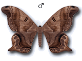 MU