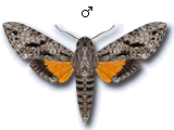MU
